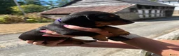 Miniature Dachshund dogs for sale: Miniature Dachshund Puppies - Advert 2