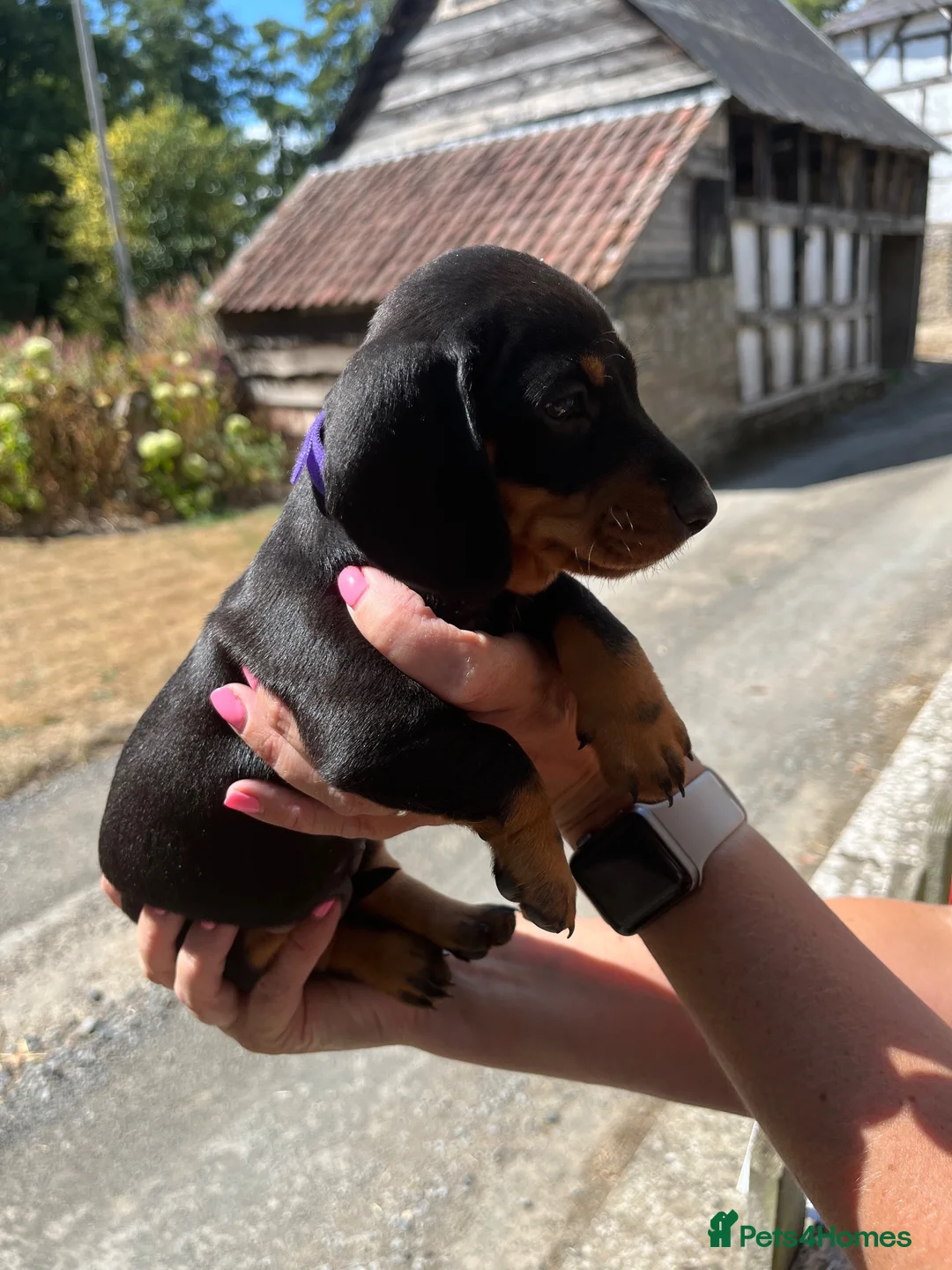 Miniature Dachshund dogs for sale: Miniature Dachshund Puppies - Advert 2