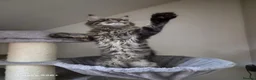 Maine Coon cats for sale: Maine coon-licensed cattery - Advert 9