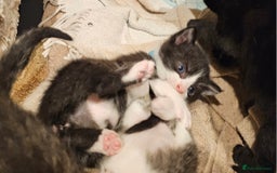 Mixed Breed cats for sale: 4 male kittens remaining, ready 25th October - Image 24