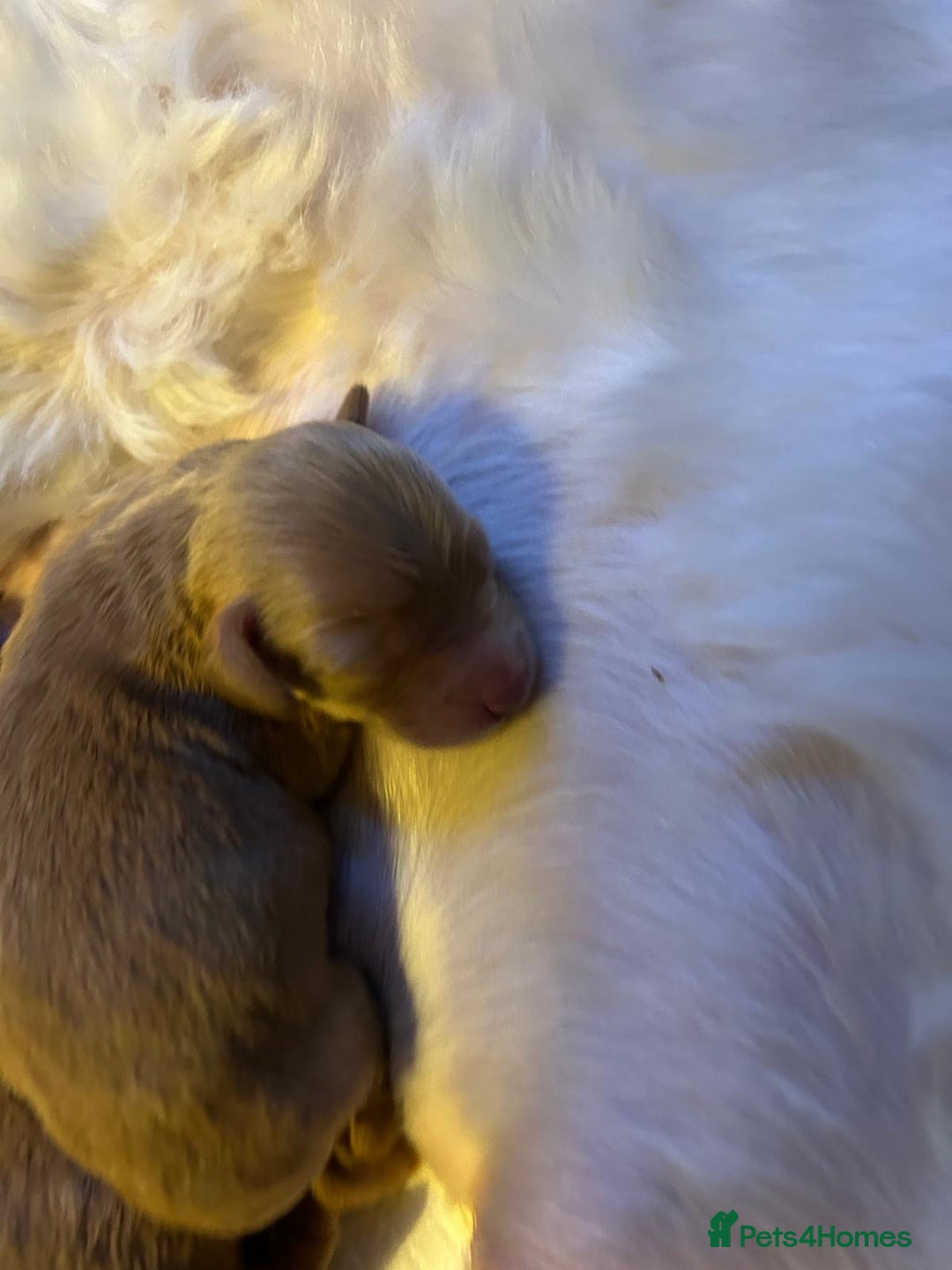 Labradoodle dogs for sale: Beautiful Miniature Labradoodle Puppy  - Advert 2