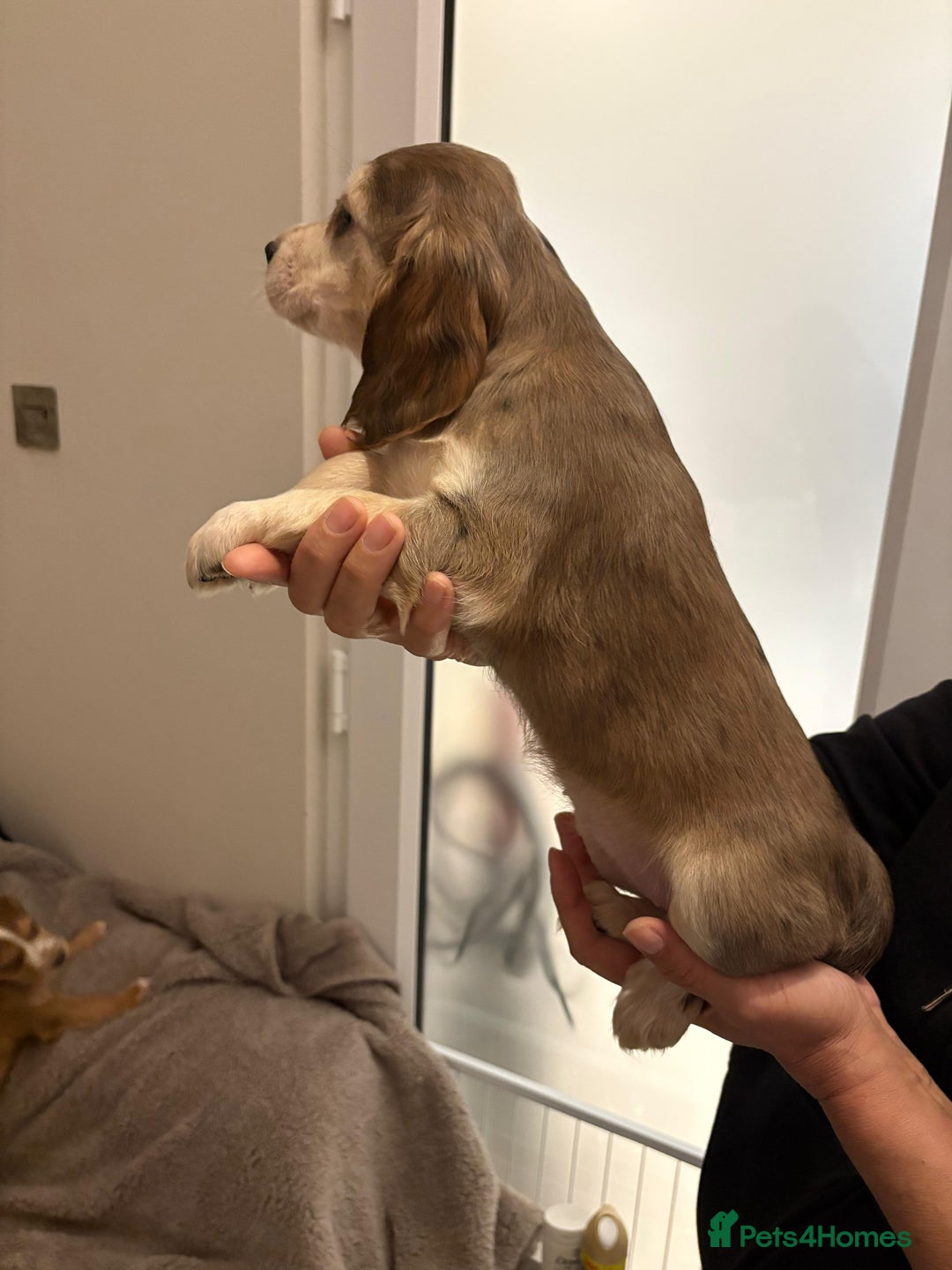 Cocker Spaniel dogs for sale: Show type KC and DNA health tested parents  - Advert 20