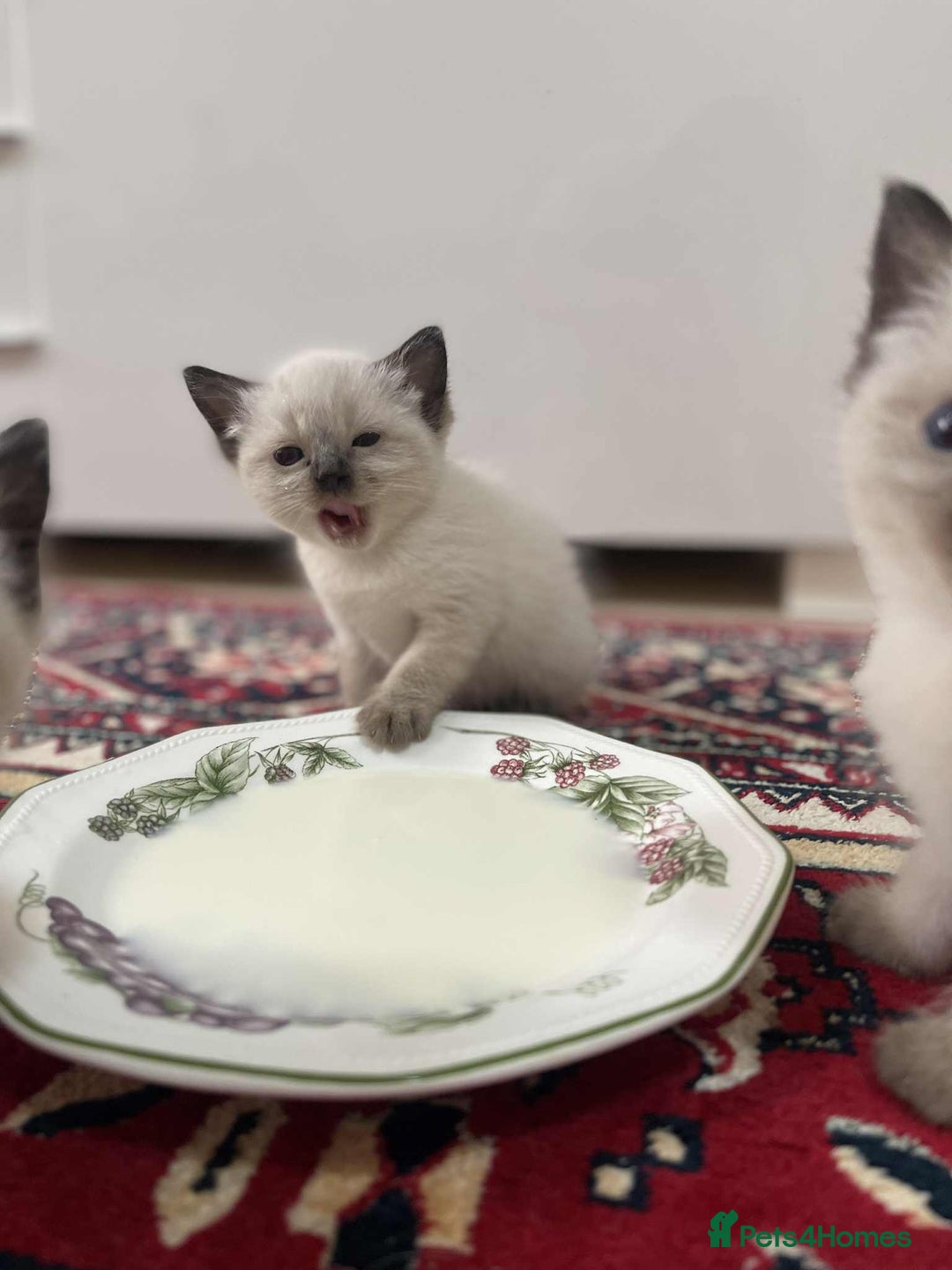 Ragdoll cats for sale: stunning kittens  - Image 11