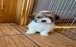 Lhasa Apso dogs for sale: Pure bred Lhasa apso pups  - Image 9