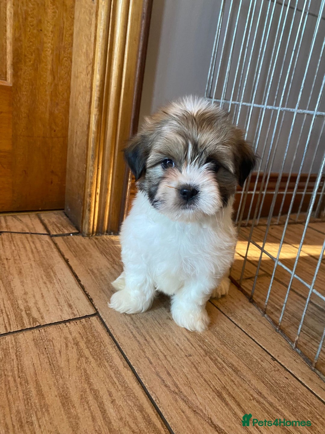 Lhasa Apso dogs for sale: Pure bred Lhasa apso pups  - Image 9