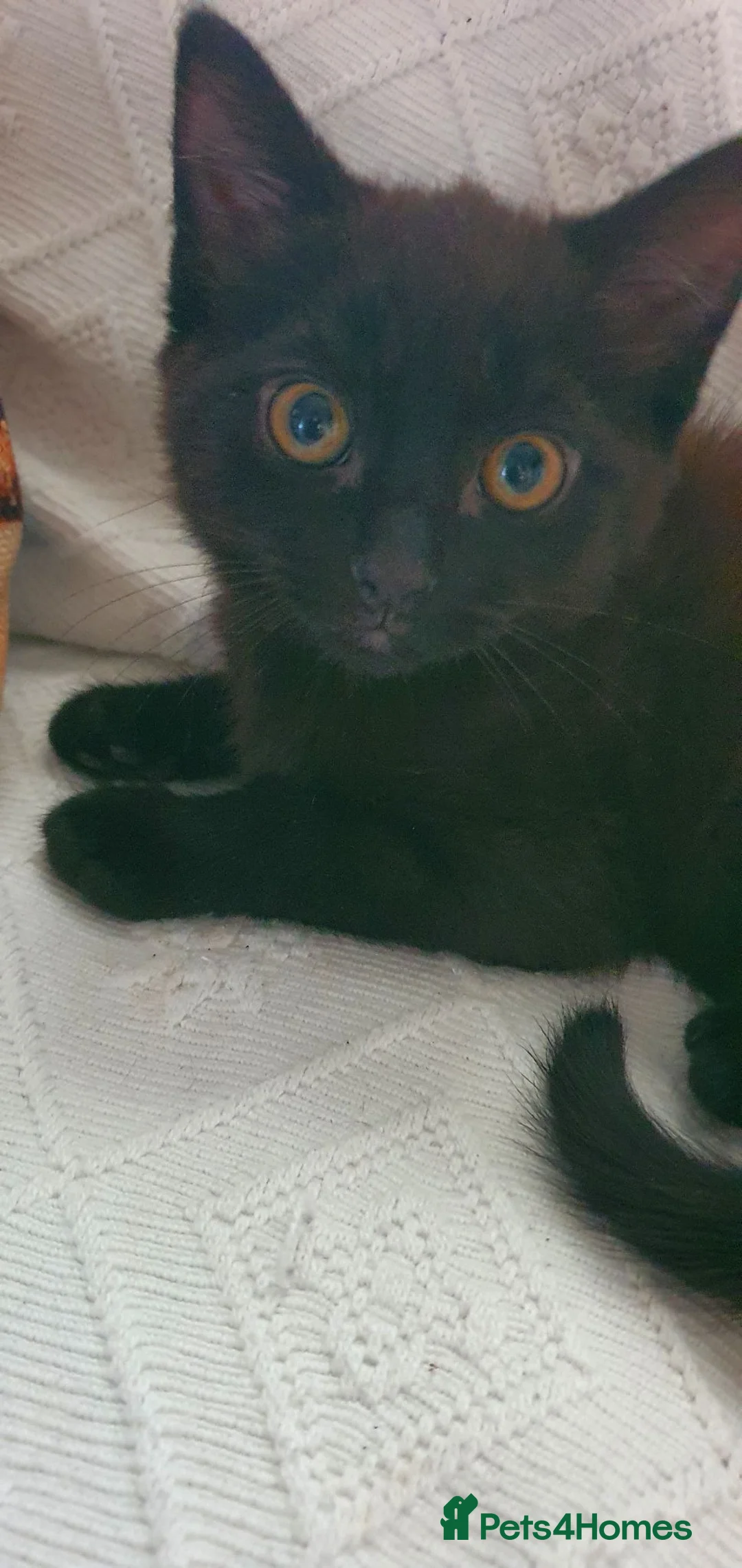 Mixed Breed cats for sale: 2 kittens  - Advert 2
