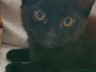 Mixed Breed cats 2 kittens for £50 - Advert 3