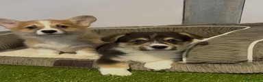 Welsh Corgi Pembroke 1