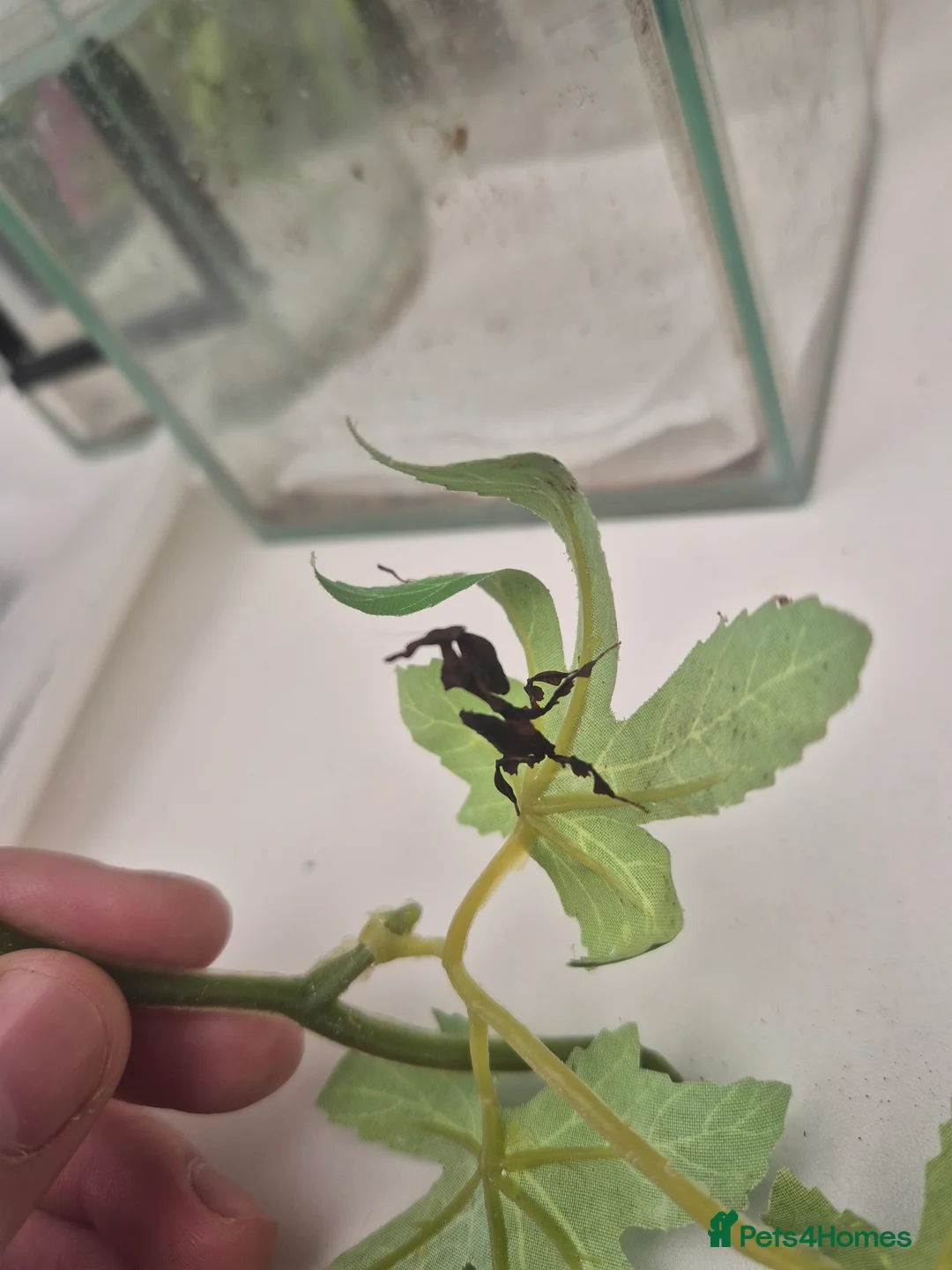 Praying Mantis invertebrates for sale: Various inverts mantis millipedes scorpions - Advert 4