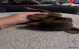 Dachshund dogs for sale: Dachshund puppies for sale - Image 19