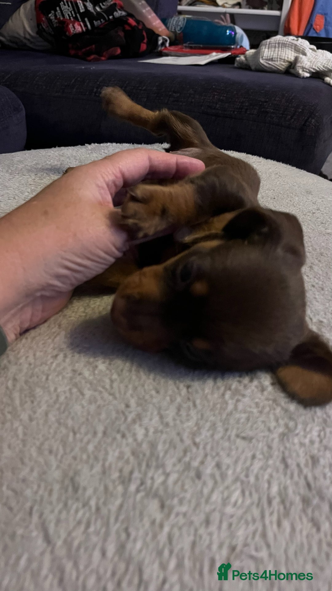 Dachshund dogs for sale: Dachshund puppies for sale - Image 19