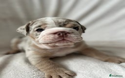 English Bulldog dogs for sale: LAST BOY ENGLISH BULLDOG PUP in South Ockendon - Image 18