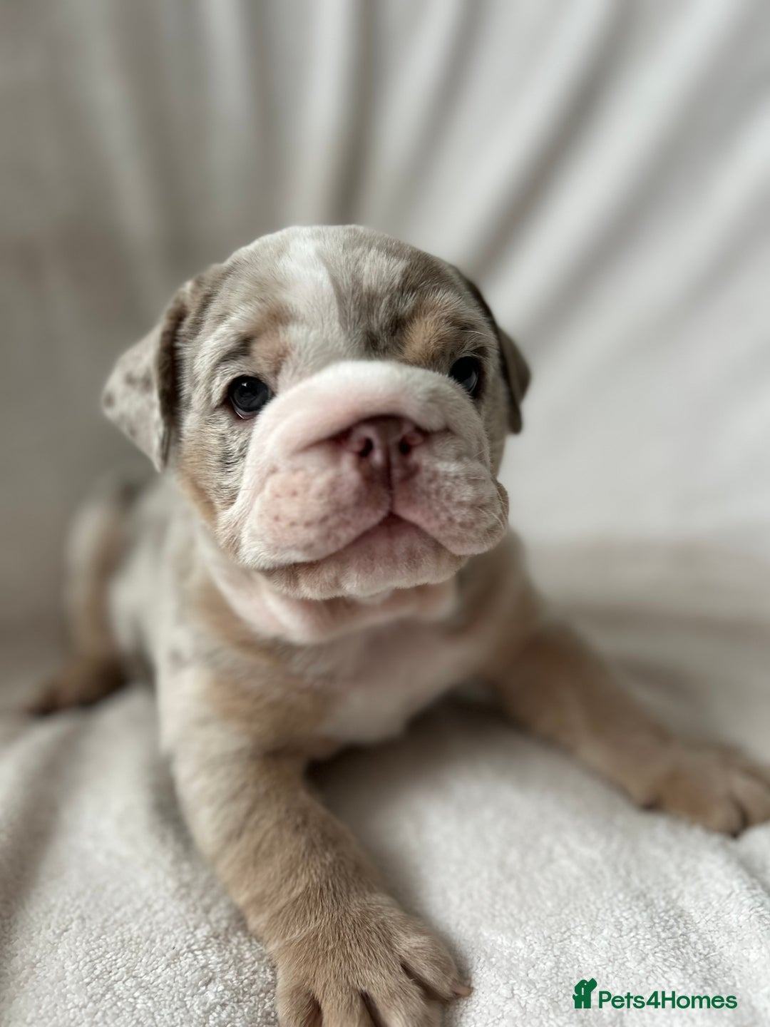 English Bulldog dogs for sale: LAST BOY ENGLISH BULLDOG PUP in South Ockendon - Image 18