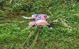 Mixed Breed dogs for adoption: FLOSSIE  - Advert 9