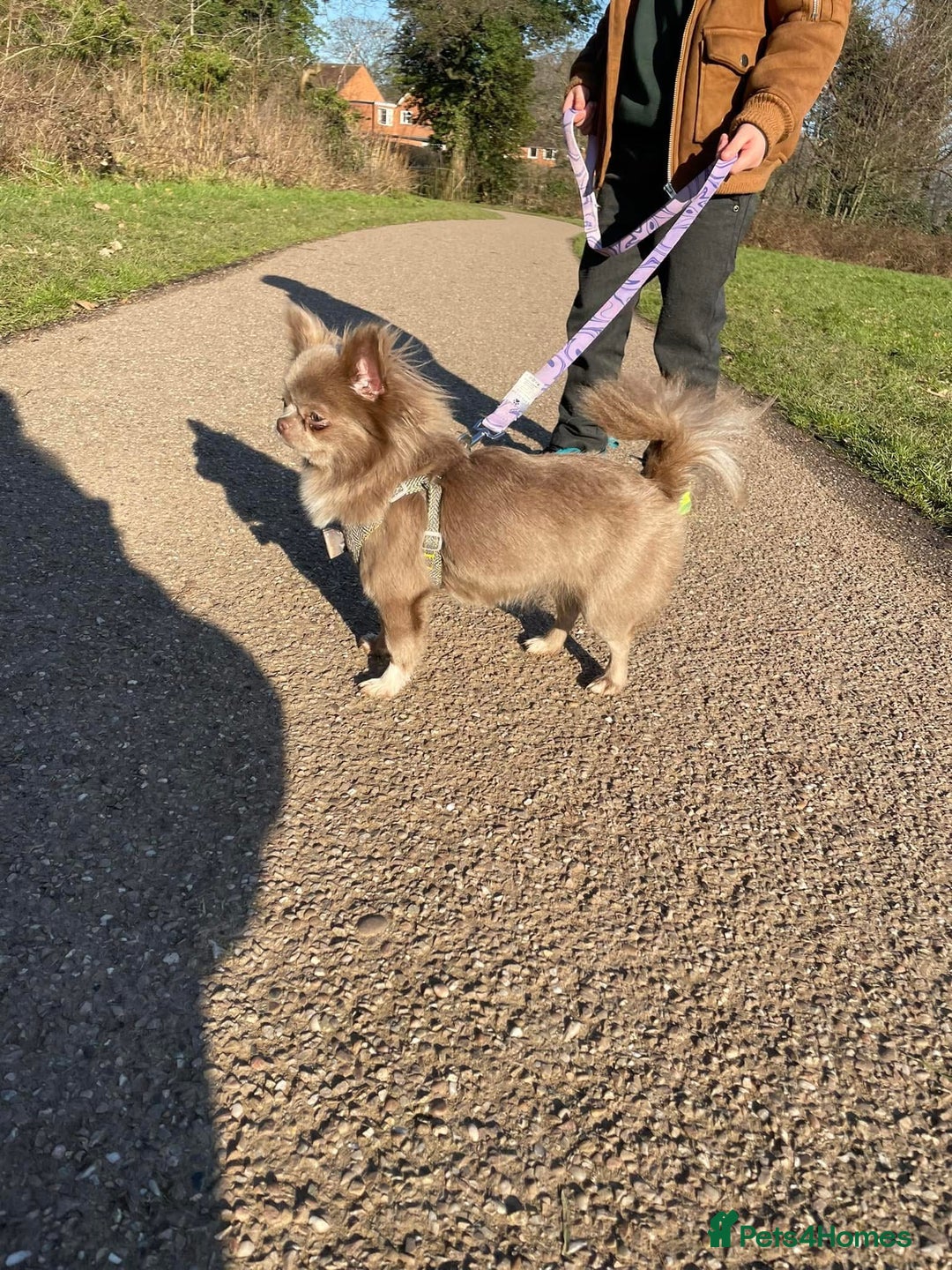 Chihuahua dogs for sale: Two campion quality chihuahua couple for sale    - Advert 2