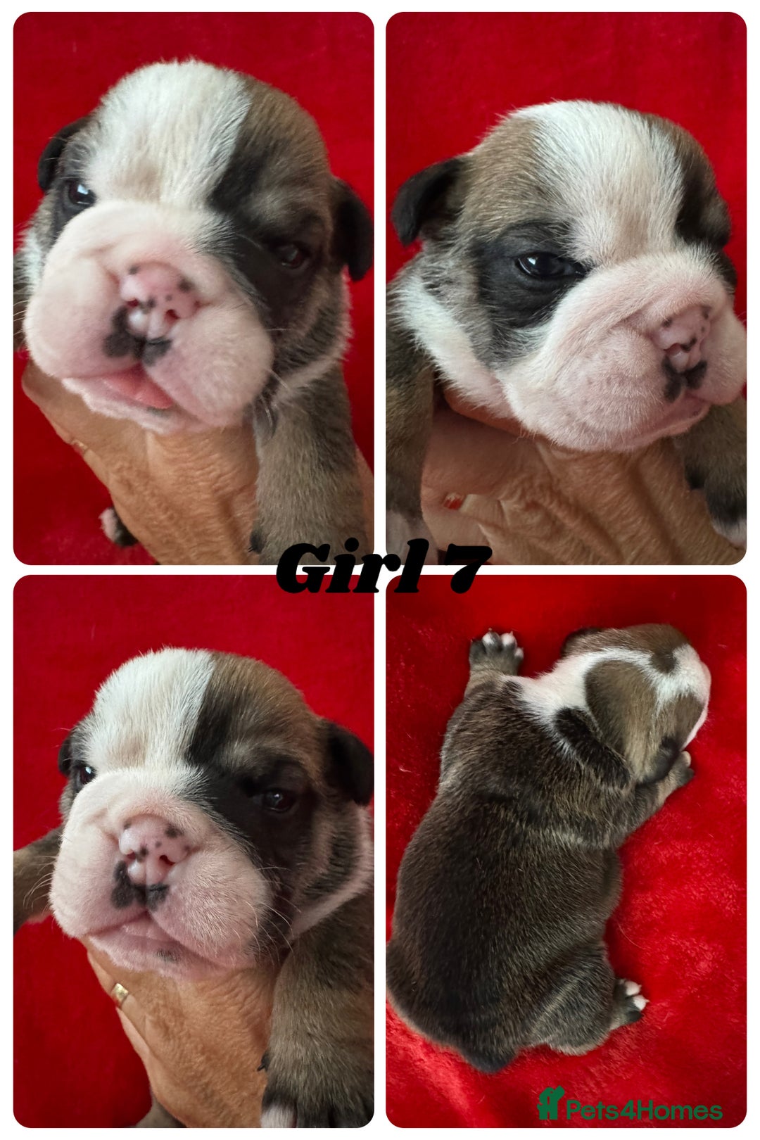 English Bulldog dogs for sale: KC Registered English Bulldog Puppies - Image 15
