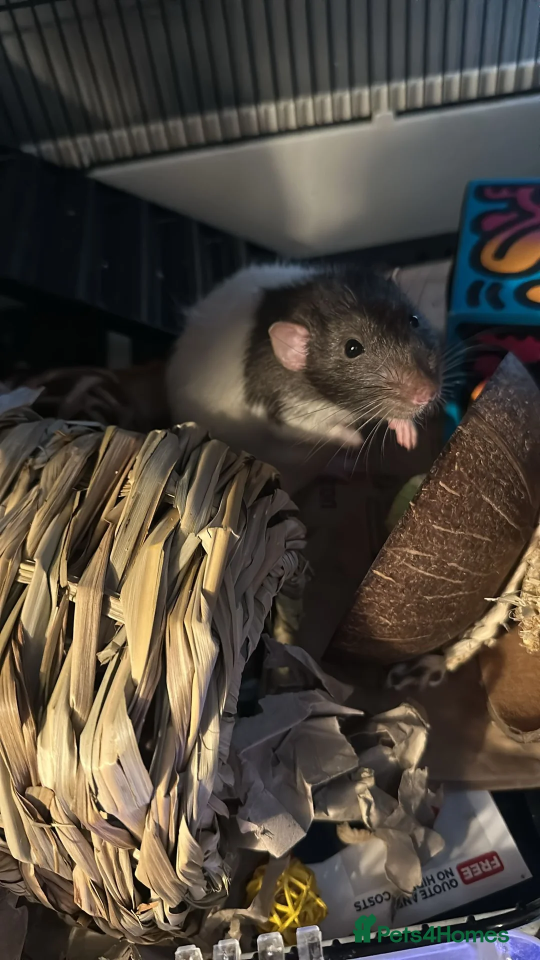 Rat rodents for sale: 2 Male Rats (1 Rex, 1 Hooded) in Christchurch - Advert 1