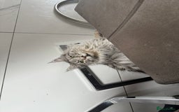 Maine Coon cats for sale: 2 x maine coon males must go together (£800 both)  - Image 13