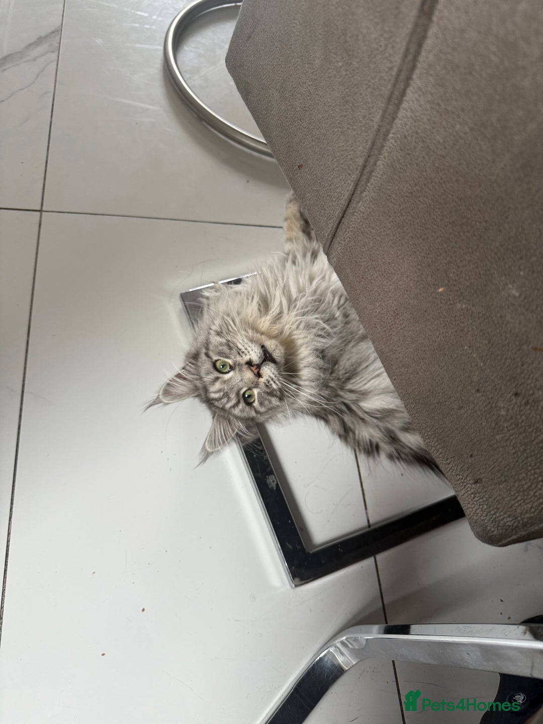 Maine Coon cats for sale: 2 x maine coon males must go together (£800 both)  - Image 13