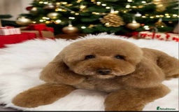 Cavapoo dogs for sale: Quality True mini Cavapoo Puppies in Eastleigh - Image 14