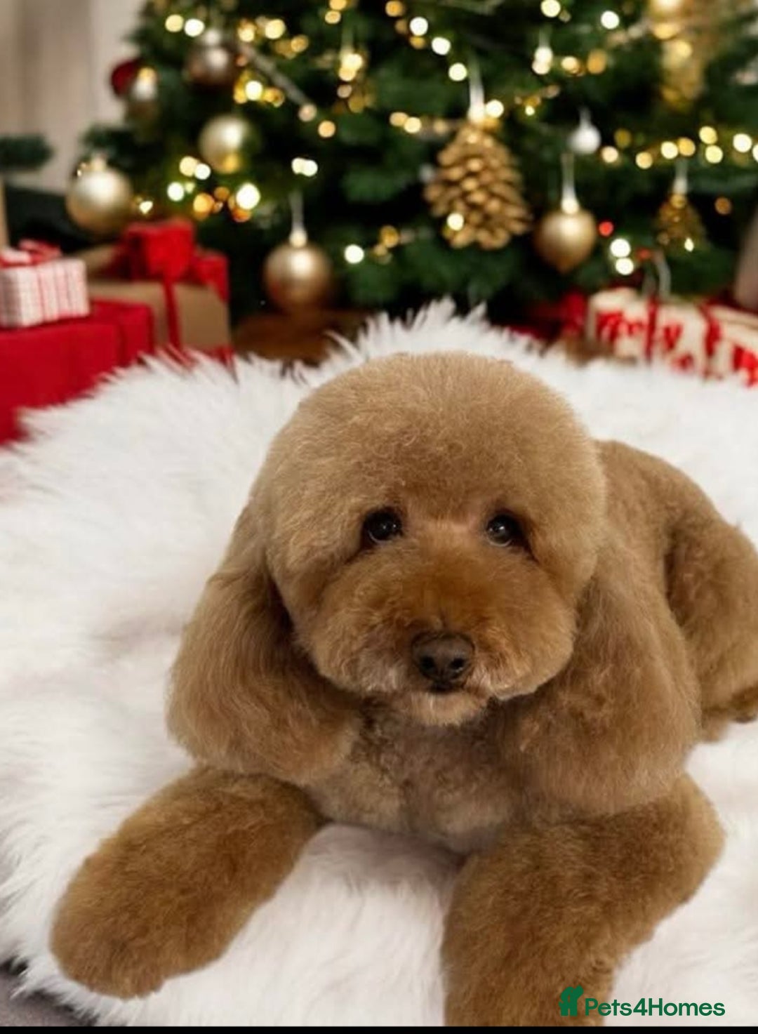 Cavapoo dogs for sale: Quality True mini Cavapoo Puppies in Eastleigh - Image 14