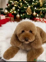 Cavapoo dogs - Advert 1