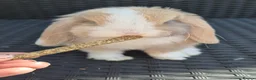 Mini Lop rabbits for sale: Mini lop Rabbit - Advert 5