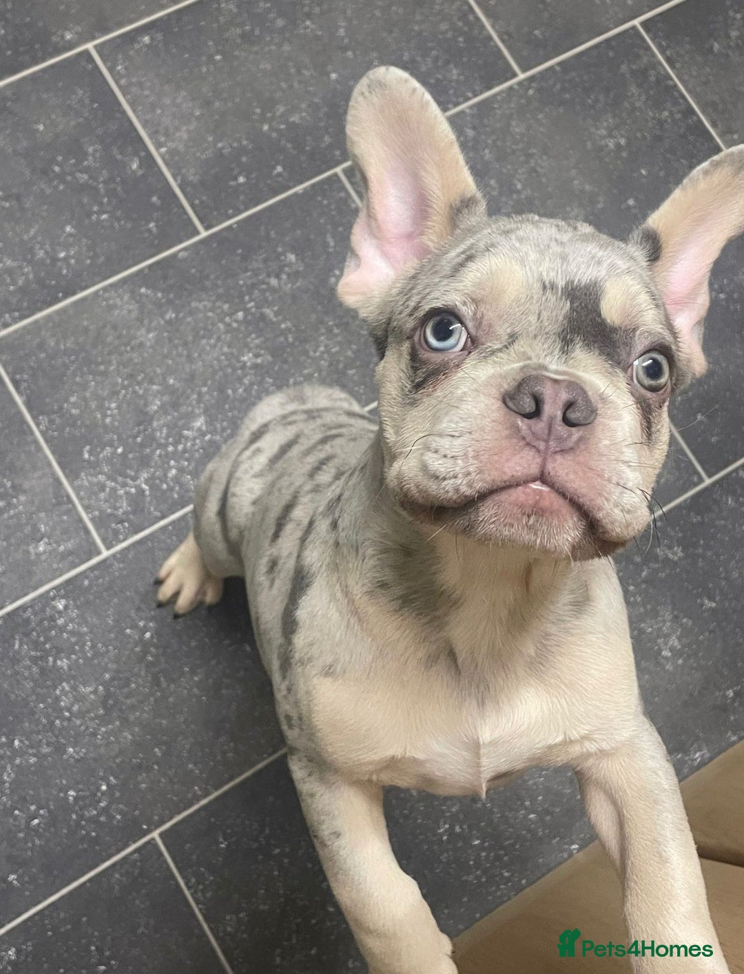 French Bulldog dogs for sale: Frenchie for sale - Advert 3