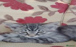 Maine Coon cats for sale: Maine coon Kittens in Oswestry - Image 9