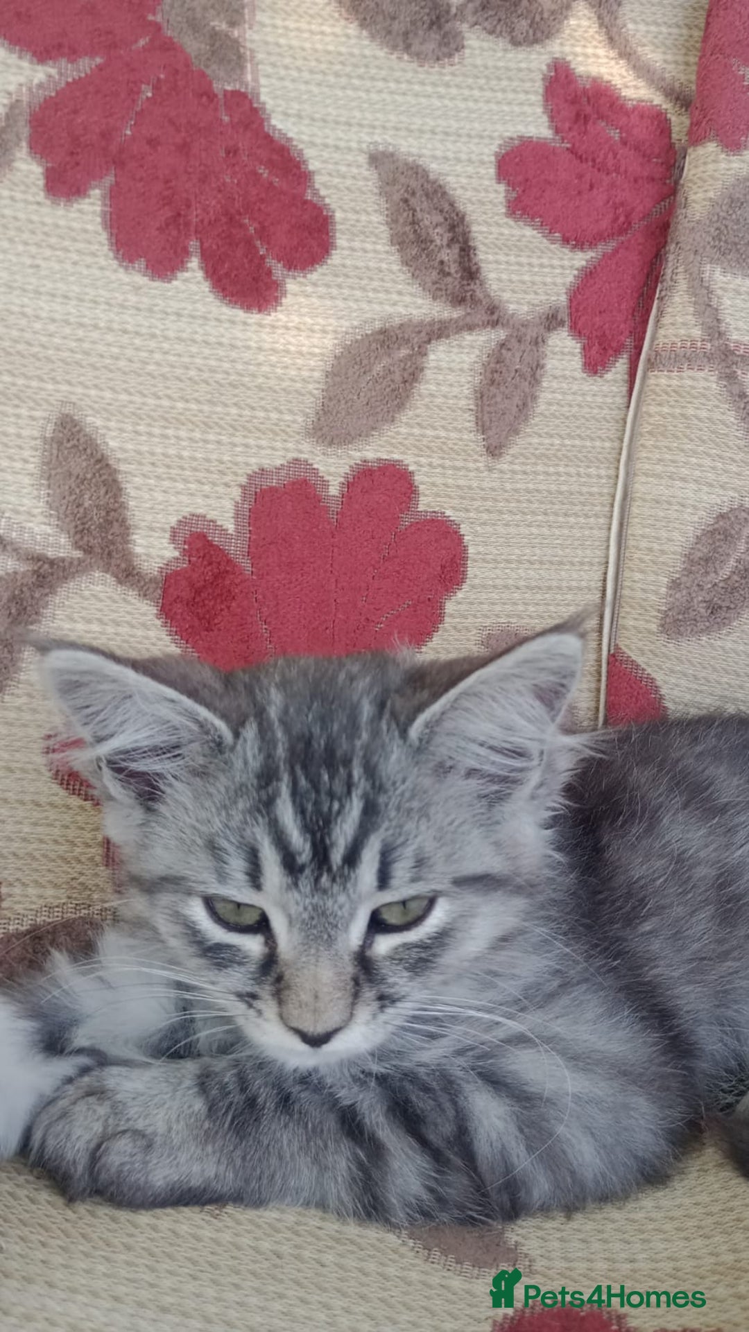 Maine Coon cats for sale: Maine coon Kittens in Oswestry - Image 9