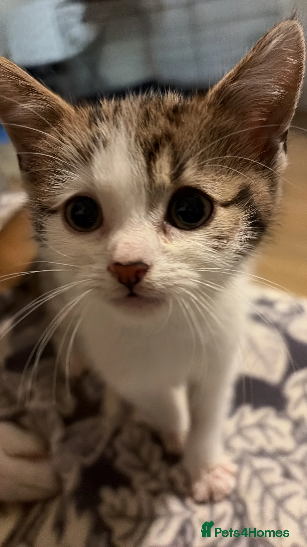 Domestic Shorthair cats for sale: One male left!  - Advert 1