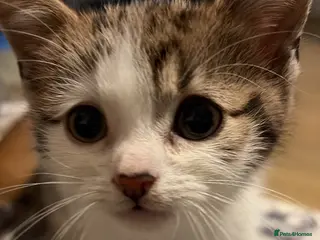 Domestic Shorthair cats One male left! - Advert 15