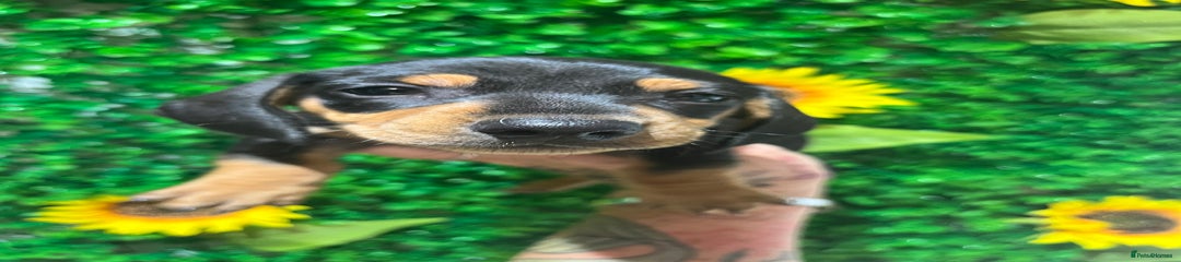 Miniature Dachshund Puppy 3