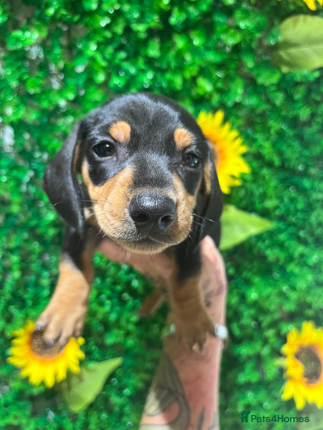Miniature Dachshund dogs for sale: Smooth hair miniature dachshunds  - Image 2