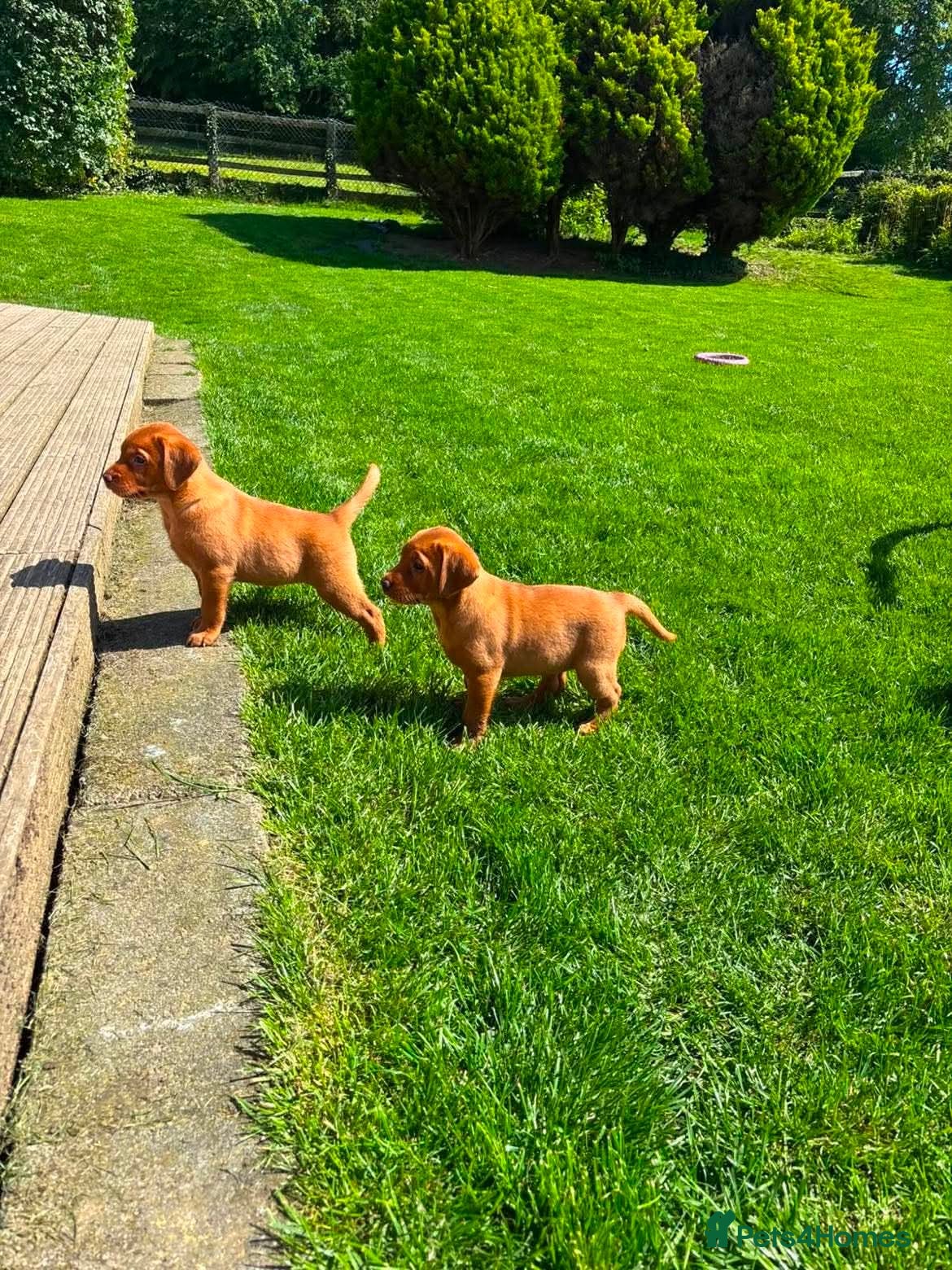 Labrador Retriever dogs Stunning KC Registered Fox Red Labrador Puppies - Advert 2