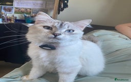 Mixed Breed cats for sale: Gorgeous Siberian Neva Masquerade Cross Kittens! - Image 13
