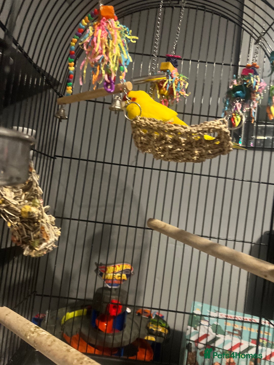 Parrots birds for sale: Parrot - Advert 4