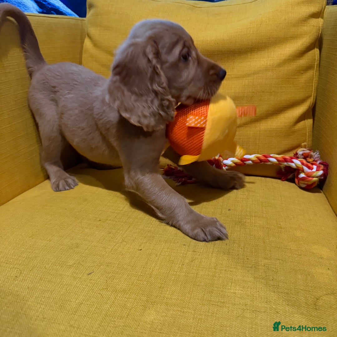 Cocker Spaniel dogs for sale: 7 Stunning Cocker Spaniel Puppies - Advert 28