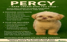 Shih Tzu dogs for stud: Tiny Percy  🤍 💙 New boy on the block - Image 4