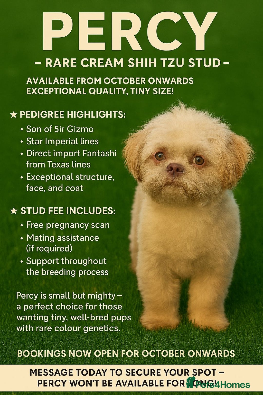 Shih Tzu dogs for stud: Tiny Percy  🤍 💙 New boy on the block - Image 4