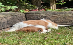 Cavalier King Charles Spaniel dogs for sale: 4 beautiful King Charles cavaliers 🩷 - Image 3