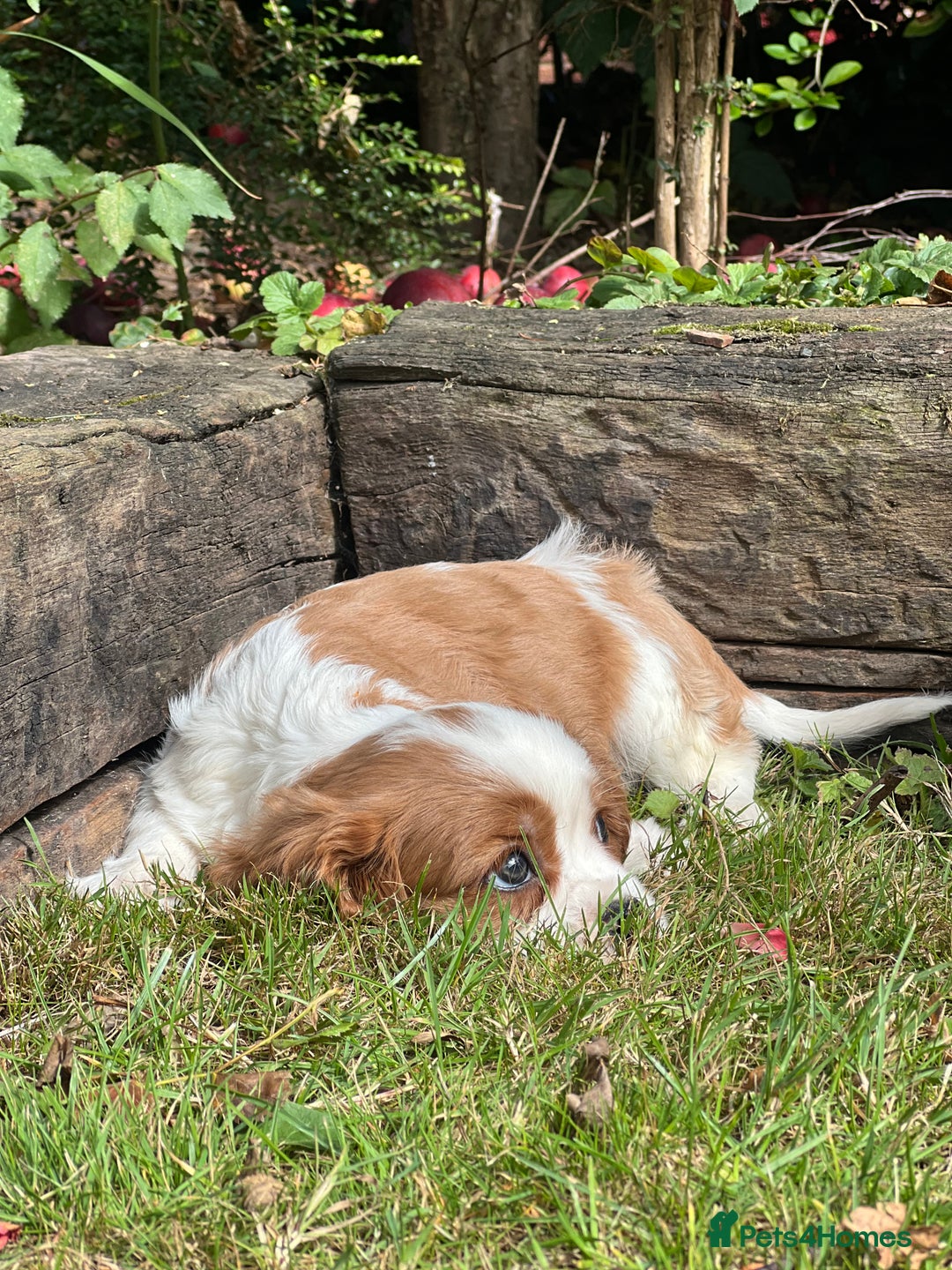Cavalier King Charles Spaniel dogs for sale: 4 beautiful King Charles cavaliers 🩷 - Image 3