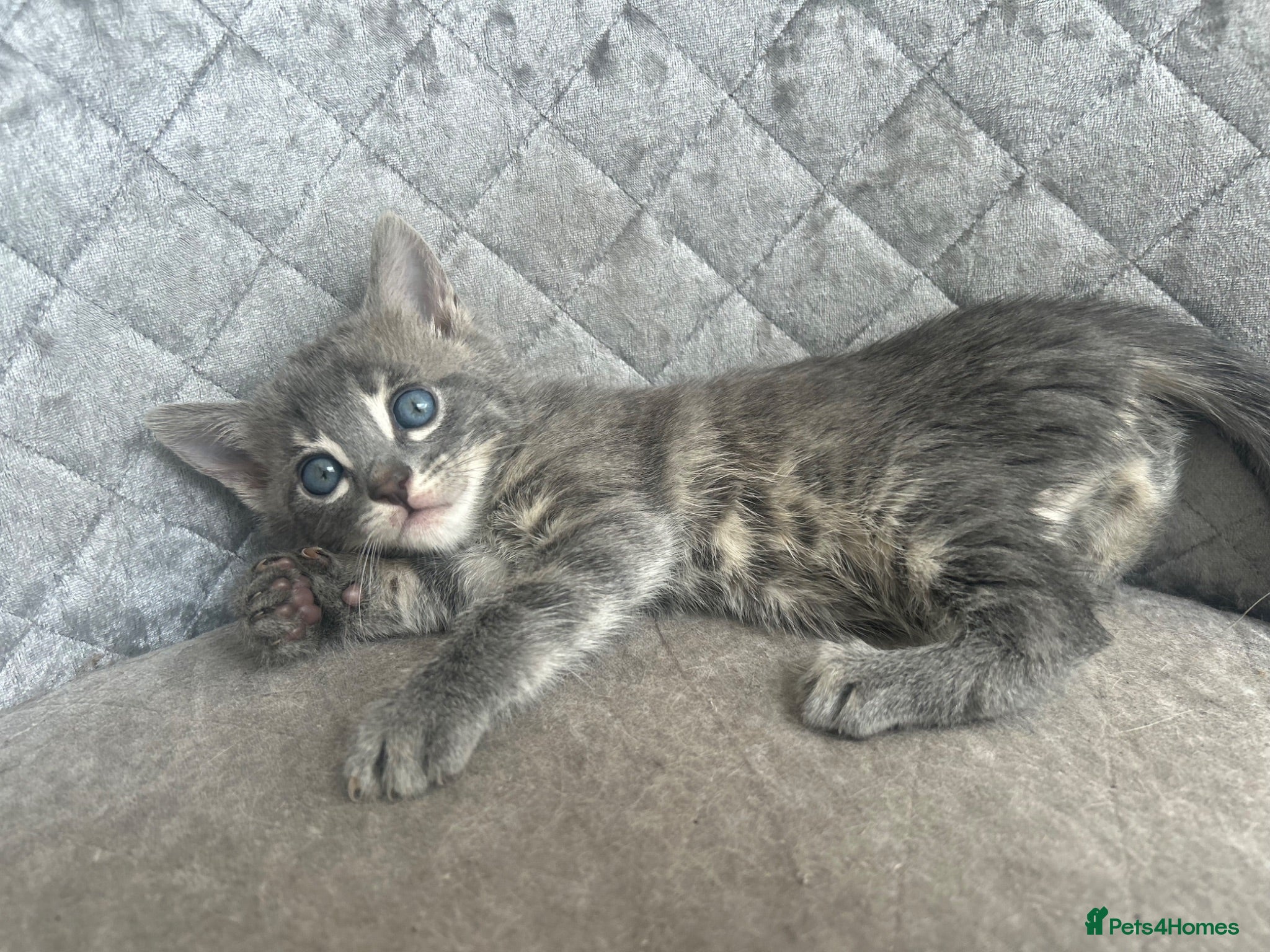 Bengal cats Gorgeous litter of TICA registered bengal kittens  - Advert 17