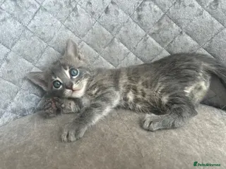 Bengal cats Gorgeous litter of TICA registered bengal kittens - Advert 17