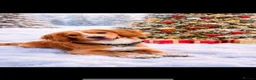 Cockerdor dogs for sale: 🐾 Stunning Cockerdor Puppies Expected 🐾 - Advert 2