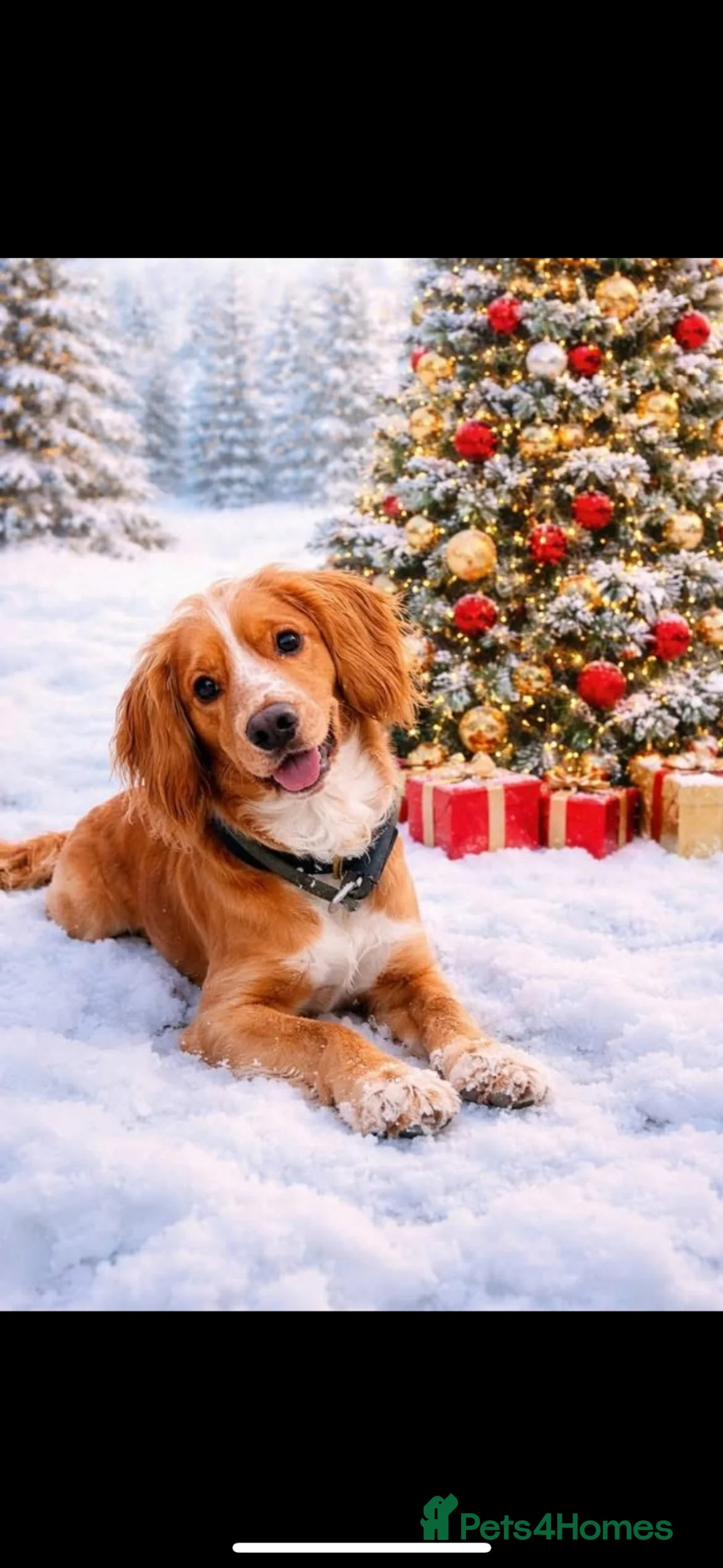 Cockerdor dogs for sale: 🐾 Stunning Cockerdor Puppies Expected 🐾 - Advert 2