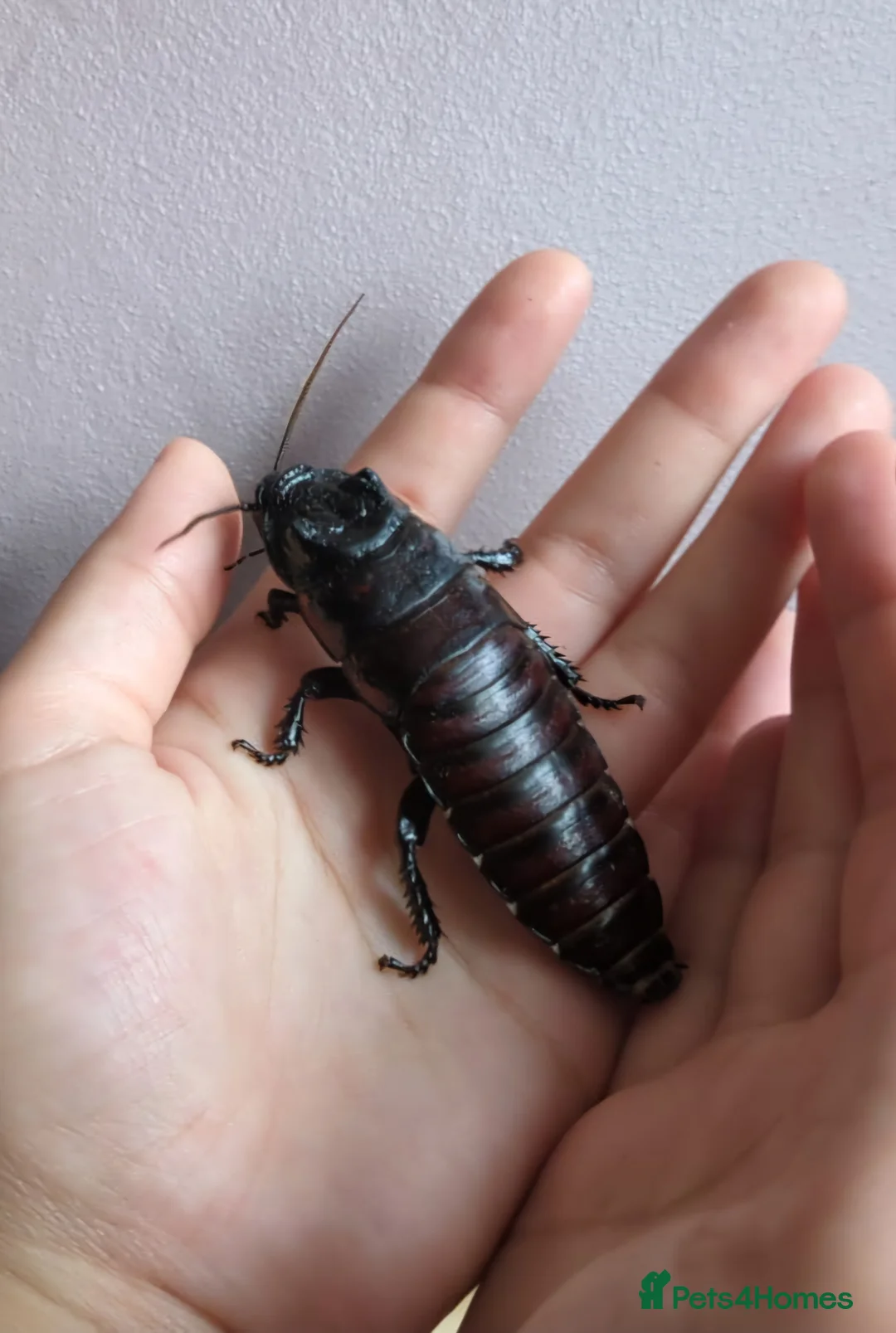 Cockroaches invertebrates for sale: Madagascan Hissing Cockroaches (hissers) - Advert 5