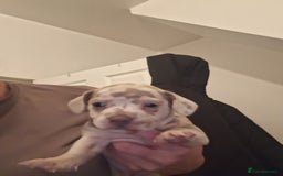 Mixed Breed dogs for sale: French wiener  - Image 3