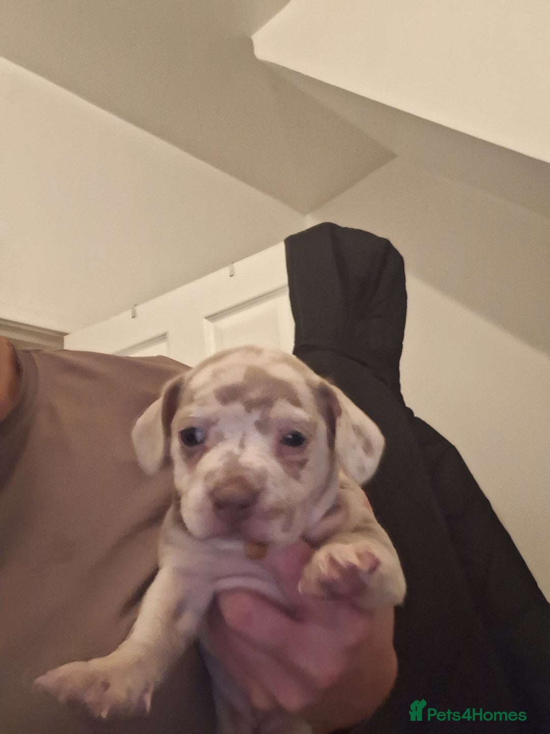 Mixed Breed dogs for sale: French wiener  - Image 3