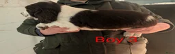 English Springer Spaniel dogs for sale: Beautiful KC Show Line ESS Puppies - Advert 9
